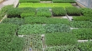 BANDEJAS CON PLANTINES DE ESTACIÓN